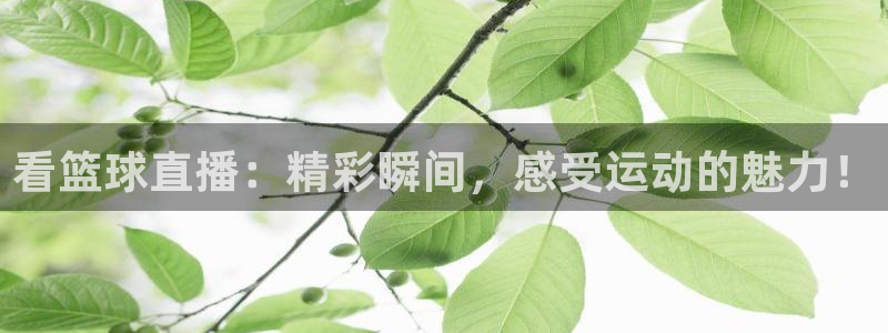 火凤体育免费直播入口：看篮球直播：精彩瞬间，感受运动的魅力！